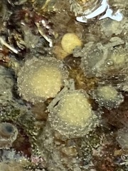 Polycitoridae