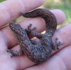 Christinus marmoratus