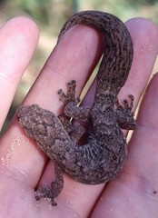 Christinus marmoratus