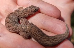 Christinus marmoratus