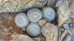 Epithelantha bokei