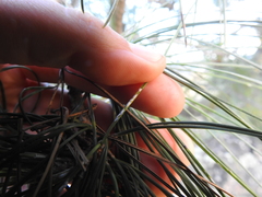 Chionaspis pinifoliae