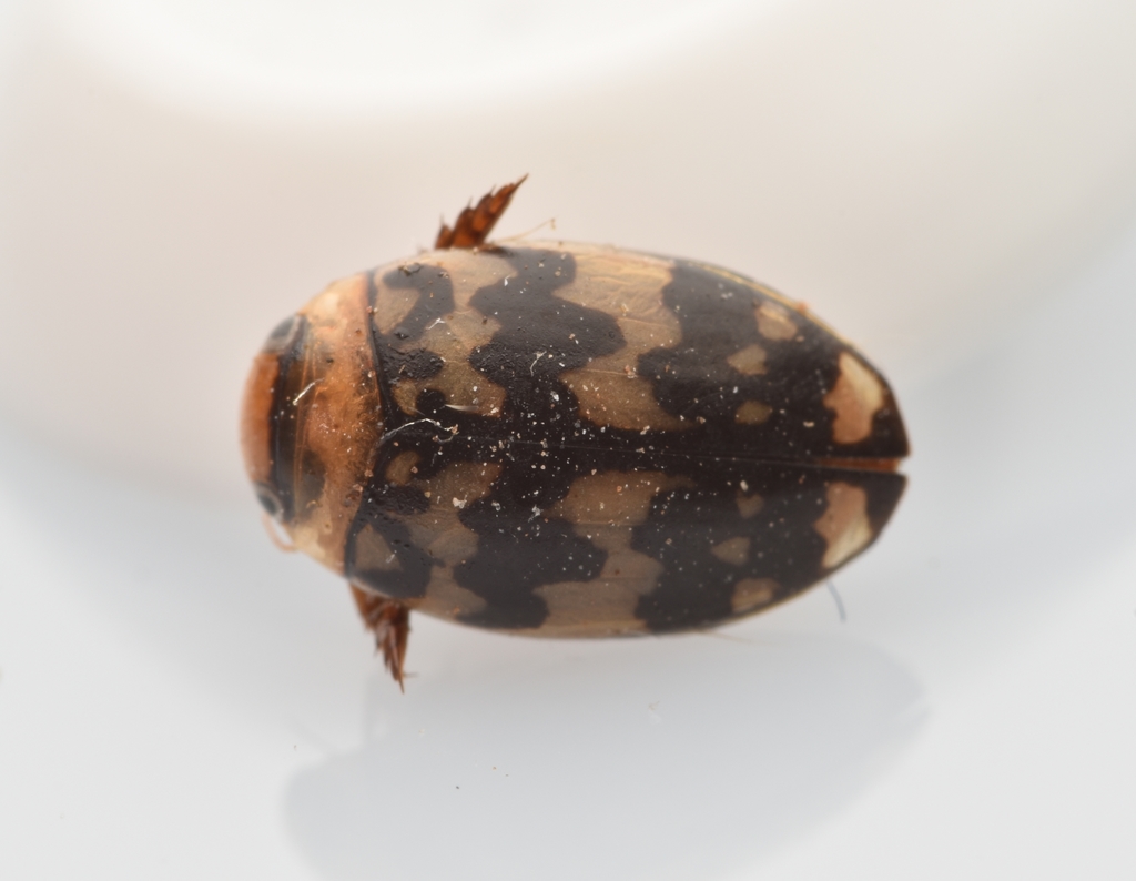 Laccophilus pictus insignis