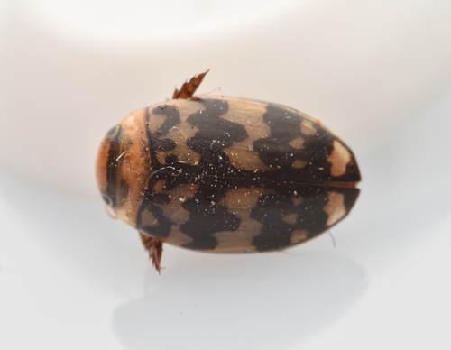 Laccophilus pictus insignis