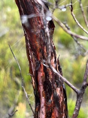 Leptospermum grandifolium