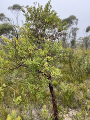 Leptospermum grandifolium