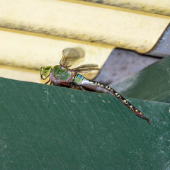 Anax gibbosulus