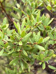 Leptospermum grandifolium