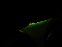 Plectrohyla