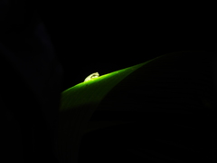 Plectrohyla