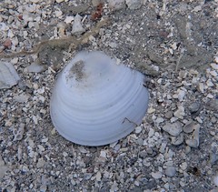 Semele