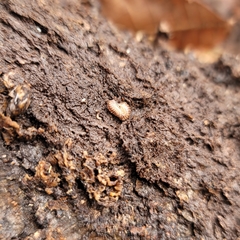 Onomeris