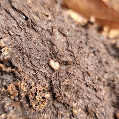 Onomeris