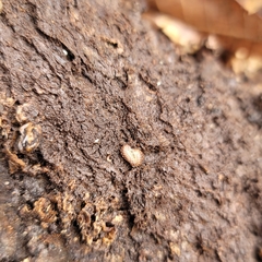 Onomeris