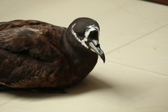 Procellaria conspicillata