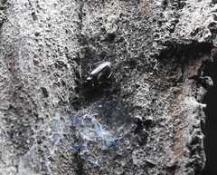 Axinopalpus