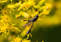 Gasteruption assectator