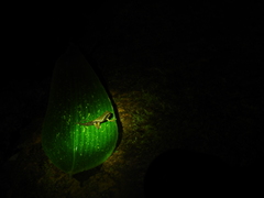 Plectrohyla