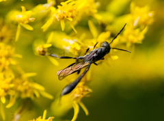 Gasteruption assectator