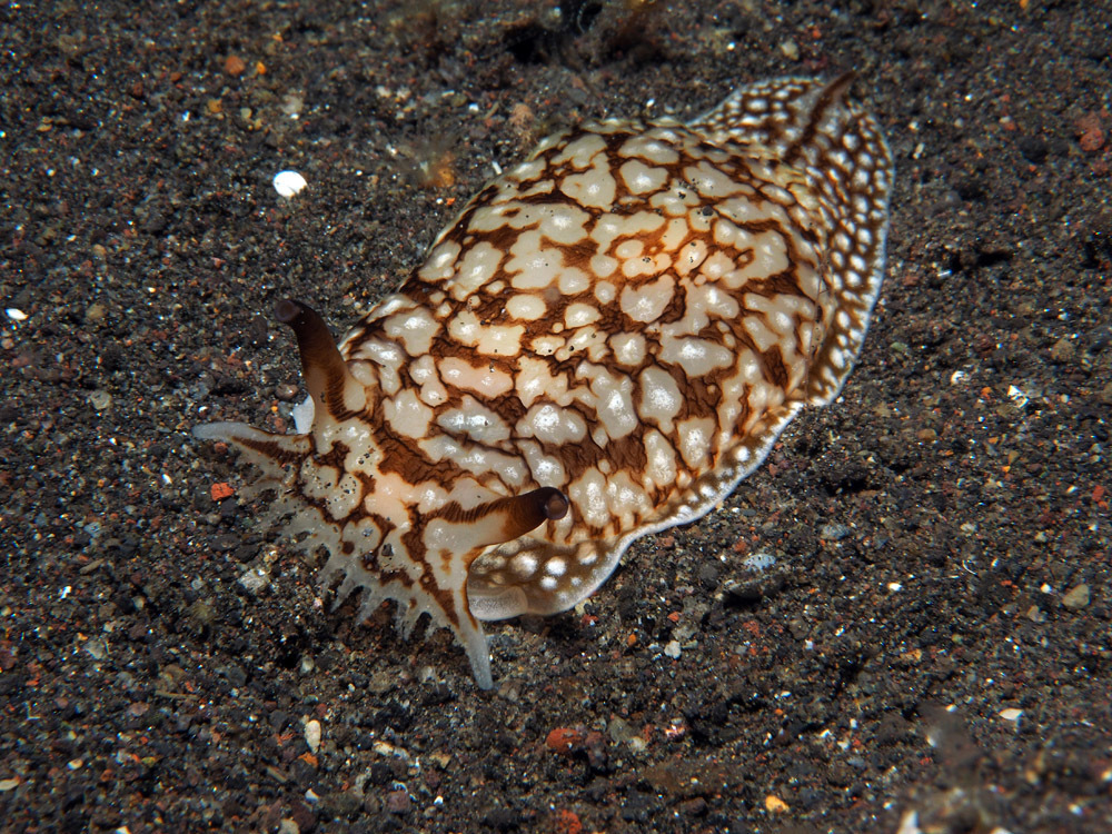 Pleurobranchaea brockii