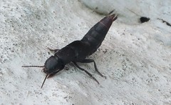 Platydracus scabrosus
