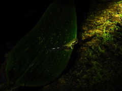 Plectrohyla