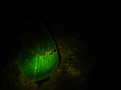 Plectrohyla