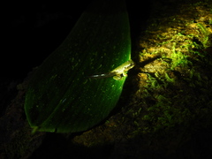 Plectrohyla