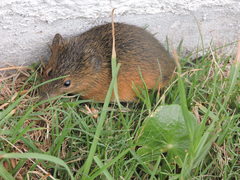 Monodelphis dimidiata