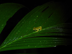 Ptychohyla hypomykter