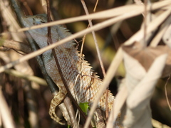 Calotes versicolor