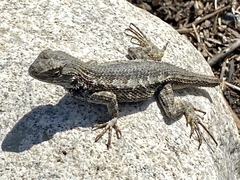 Sceloporus occidentalis