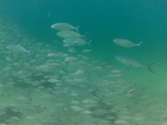 Caranx caballus
