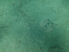 Urobatis concentricus