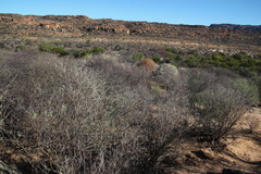 Lebeckia