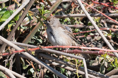 Zonotrichia atricapilla