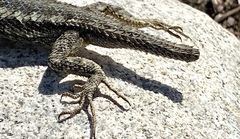 Sceloporus occidentalis
