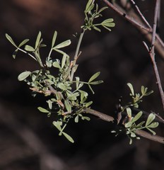 Lebeckia