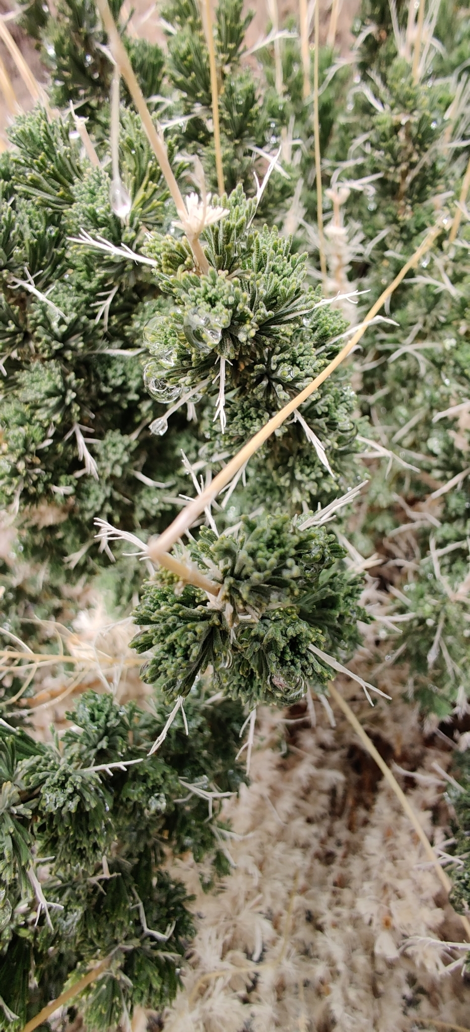 Descurainia bourgaeana