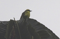 Conopias cinchoneti