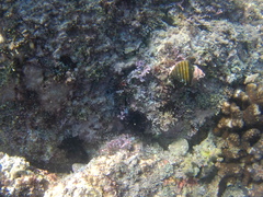 Opeatostoma pseudodon