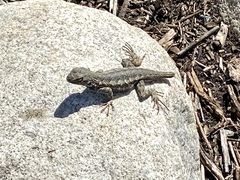 Sceloporus occidentalis