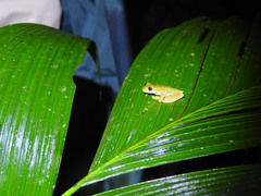 Ptychohyla hypomykter