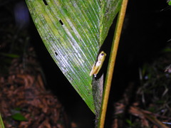 Ptychohyla hypomykter