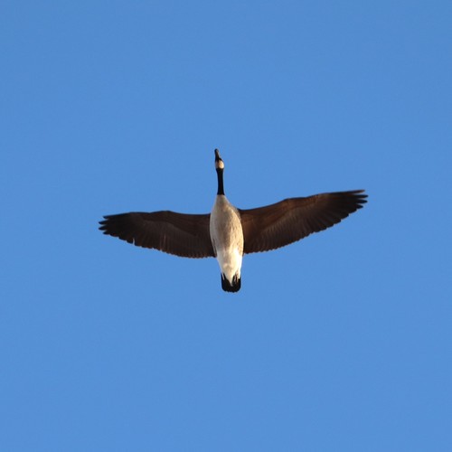 Canada Goose photographed in Connecticut