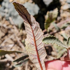 Eriodictyon crassifolium