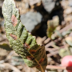 Eriodictyon crassifolium