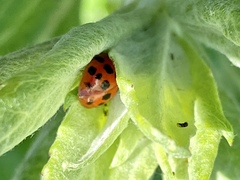 Harmonia axyridis