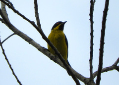 Dacnis flaviventer