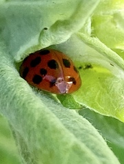 Harmonia axyridis